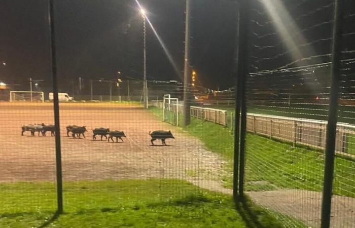 VIDEO – Haute-Savoie: Wildschweine pflügen ein Fußballfeld in Saint-Pierre-en-Faucigny