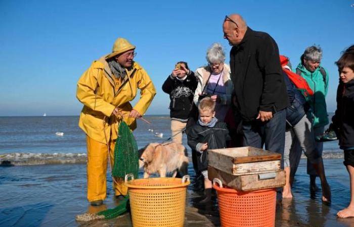 Eine belgische Gemeinde ist der „letzte Ort auf der Welt, wo auf diese Weise gefischt wird“