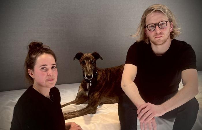 „Es ist eine echte Herausforderung, Hunde am Set zu haben.“ Treffen mit Tabu, einem zweieinhalb Jahre alten Schauspieler-Windhund