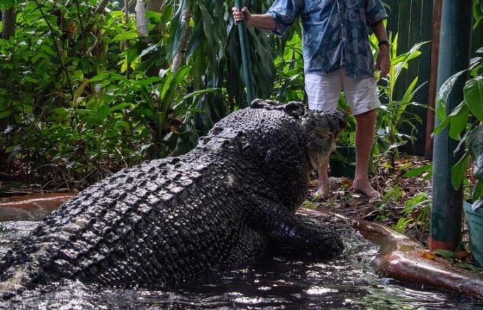 Er war 5,48 Meter groß und wog eine Tonne: Cassius, das größte in Gefangenschaft lebende Krokodil der Welt, ist tot