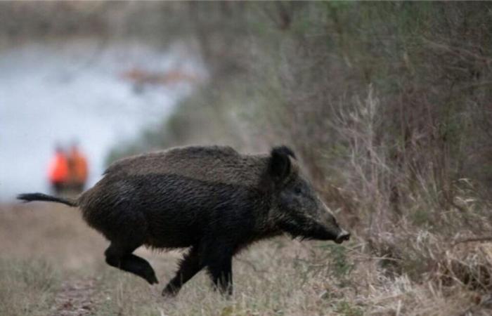 Wildschweine im Sichtfeld