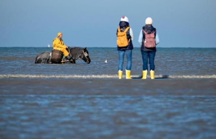 Eine belgische Gemeinde ist der „letzte Ort auf der Welt, wo auf diese Weise gefischt wird“