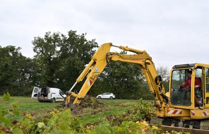 Mangelnde Erträge, Ausbreitung von Krankheiten, Optimierung der Flächen … Ein junger Bauer aus Gers entwurzelt eine Parzelle mit Weinreben