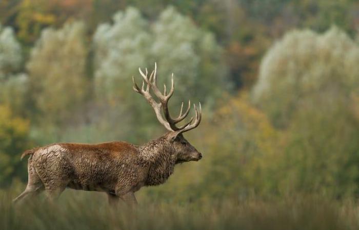 Drei große Hirsche wurden in weniger als zwei Wochen von Jägern getötet