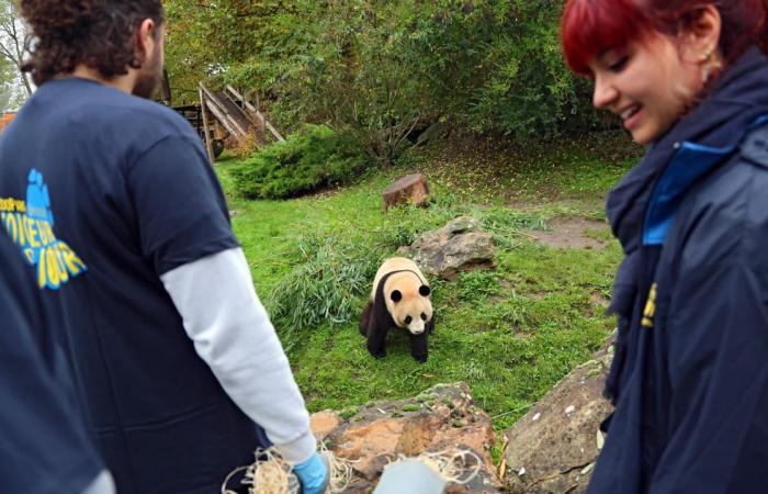 in der Privatsphäre des Zoos von Beauval mit den Pandas