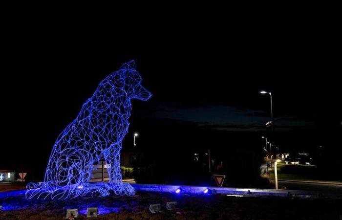 Nach seinem Riesenwolf wirft der Bourbonnais Thomas Monin weiterhin Fragen zum Schicksal der Wölfe auf