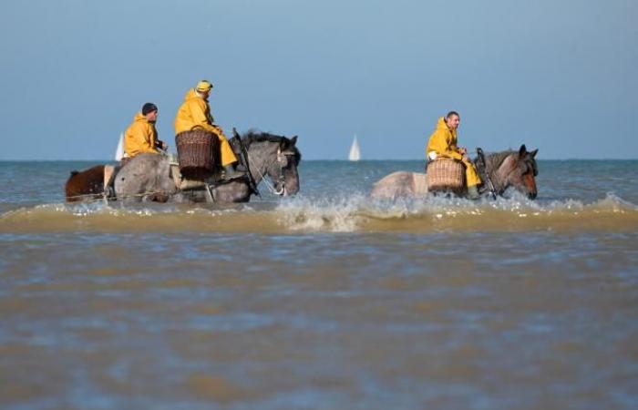 Eine belgische Gemeinde ist der „letzte Ort auf der Welt, wo auf diese Weise gefischt wird“