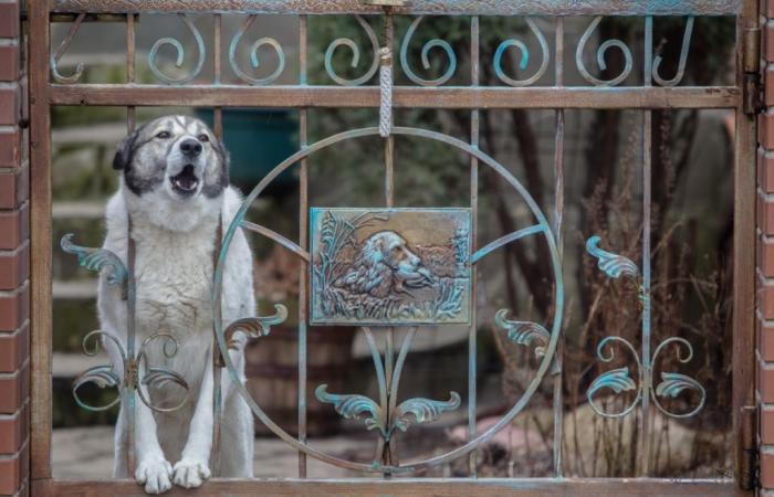 Puy-de-Dôme: Er tötet den Hund seines Nachbarn aus einem völlig halluzinatorischen Grund