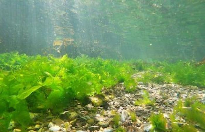 Die Quebecer möchten das ernten und essen können, was aus dem Sankt-Lorenz-Strom stammt