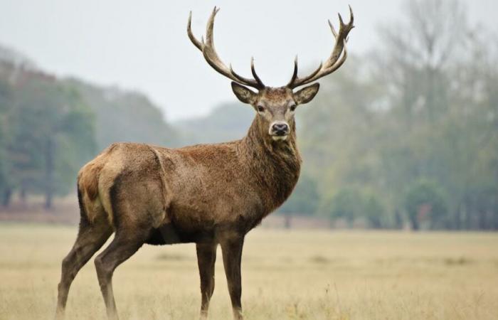 Drei große Hirsche wurden in weniger als zwei Wochen von Jägern getötet