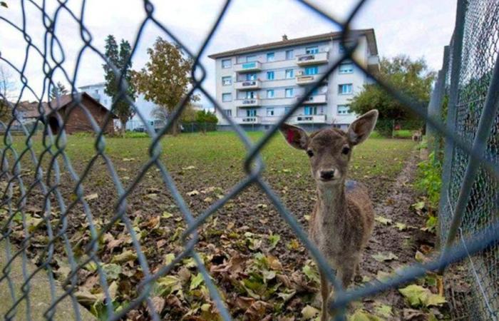 Tod zweier Kitze im Park Payerne: Die Öffentlichkeit rief zur Ordnung