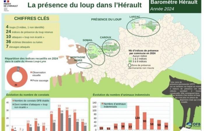 der Wolf streift durch den Larzac