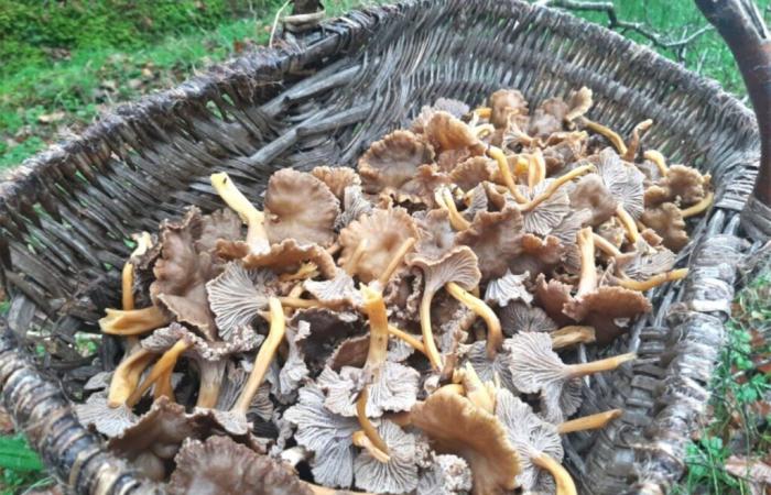 Es ist Zeit, sich für Pfifferlinge zu entscheiden, einen hervorragenden Pilz, der leicht zu finden ist