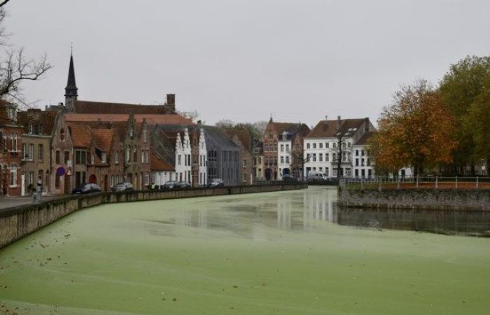 Grüne Schwimmschicht auf Reien: „Aber keine Gefahr für Mensch und Tier“ (Brügge)