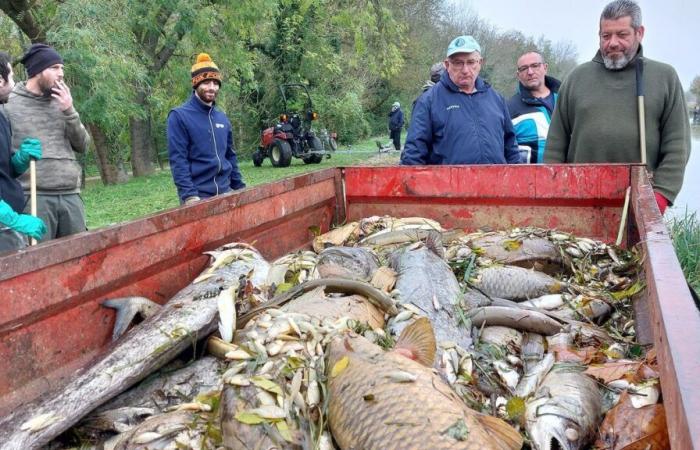 Verschmutzung des Loing-Kanals: Saccharosemengen im Wasser sind für Tausende von Fischen tödlich