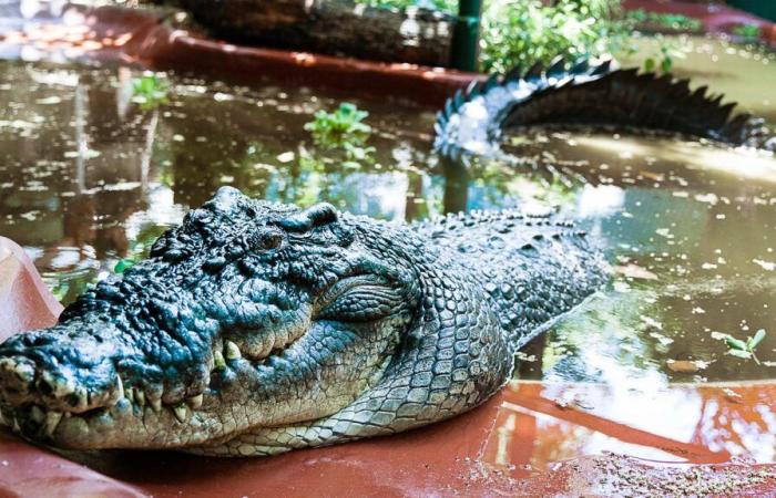 Cassius, das größte Krokodil der Welt in Gefangenschaft, stirbt in Australien