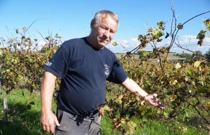 Verwaltungsprobleme, schlechte Behandlung der Reben … ein Weingut in Charente-Maritime in Gefahr