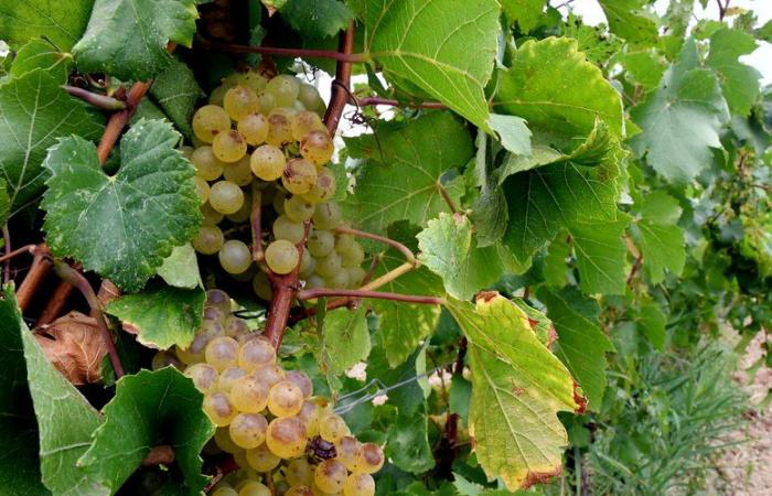 In Aude beeinträchtigt die Vermehrung eines Insekts den Ertrag der Weinproduktion zur Erntezeit