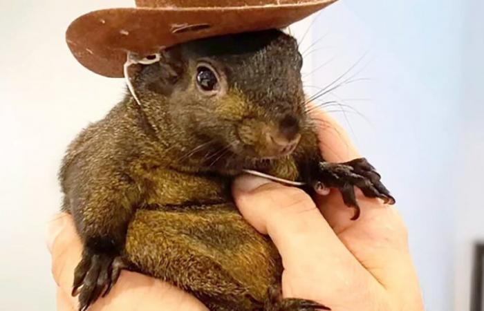 Das auf Instagram bekannte Eichhörnchen Peanut wurde eingeschläfert, nachdem es aus dem Haus seines Besitzers im Bundesstaat New York entführt wurde