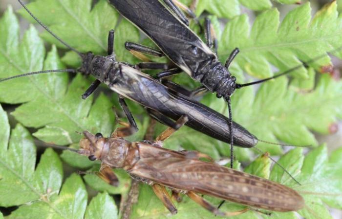 Perlen, diese Insekten, deren Farbe der Mensch verändert hat