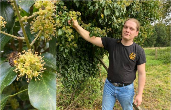 Dieser Imker aus Orne enthüllt sein wenig bekanntes Kapital