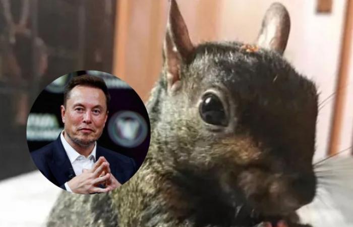 Elon Musk verurteilt die Einschläferung des Eichhörnchens Peanut durch die Regierung und löst damit eine Debatte über Tierrechte aus