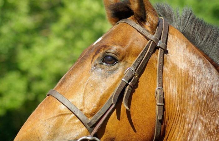 Ein junger Reiter zwischen Leben und Tod nach einem Sturz zu Pferd in Lot-et-Garonne