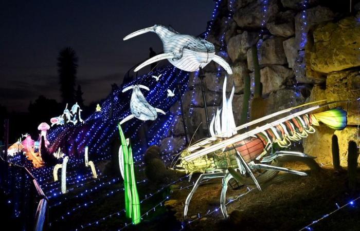 FOTOS – Die Lichter Afrikas im Sigean African Reserve: visuelle Magie in der Nähe von Narbonne