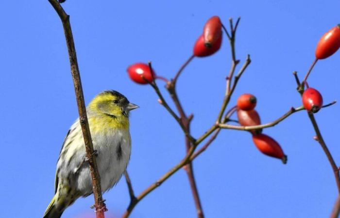 Wie wird das Wetter am Sonntag, den 3. November 2024 in Mont-de-Marsan und Umgebung erwartet?