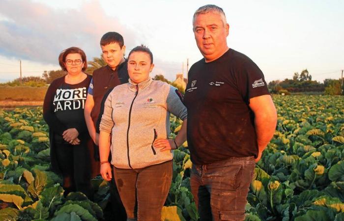 „Ich habe bereits im Alter von 10 Jahren Blumenkohl geschnitten“: Die Nachfolge dieser Gärtner aus Plougrescant ist gesichert