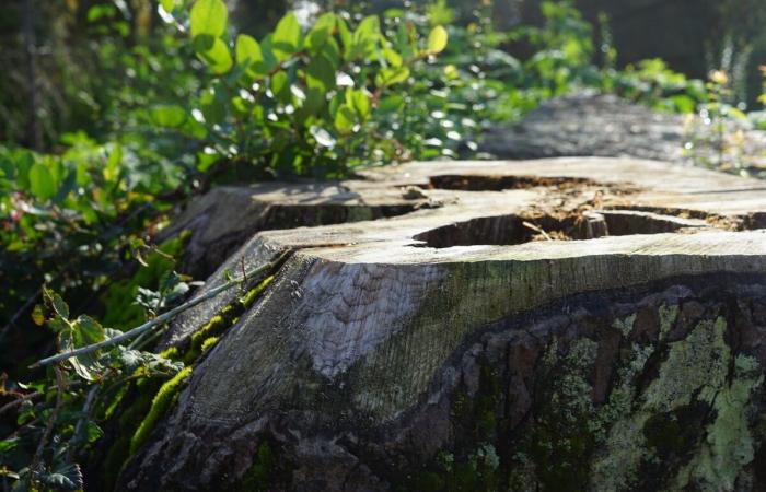 In den Vereinigten Staaten wurde das Schicksal der Urwälder bei der Präsidentschaftswahl auf Eis gelegt