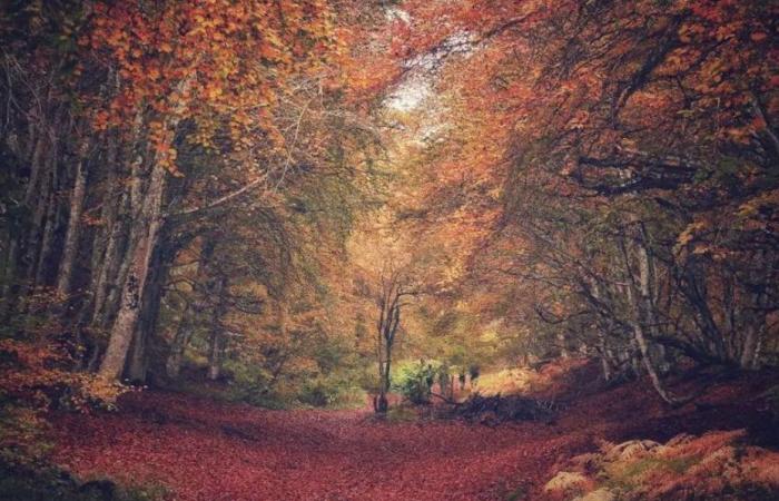 BILDER. Wenn der Herbst die Landschaften der Auvergne verschönert