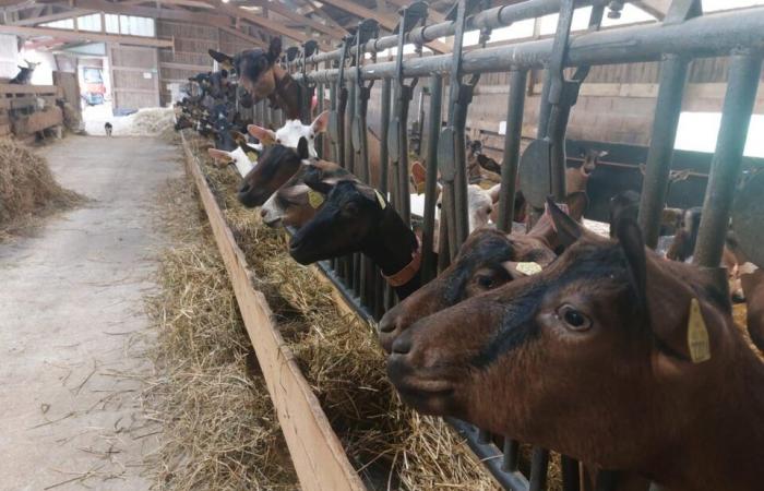 Diese Oise-Ziegenzüchter haben Geschmack zu ihrem Steckenpferd gemacht