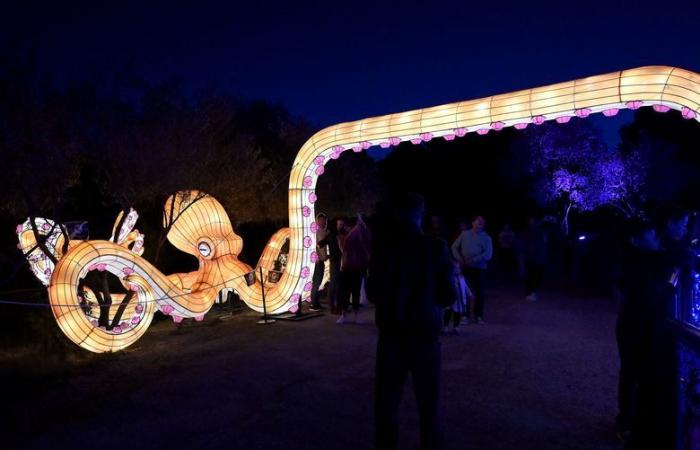 FOTOS – Die Lichter Afrikas im Sigean African Reserve: visuelle Magie in der Nähe von Narbonne