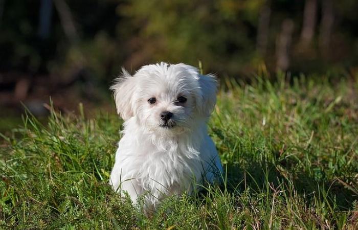 Welcher Name in D für einen Hund?