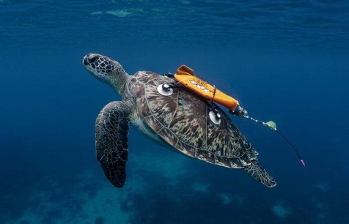 Schildkröten zwischen den Ritzen