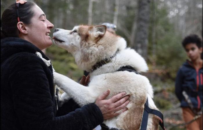 Marine, Musheuse und ihr Rudel Huskys suchen ein neues Zuhause