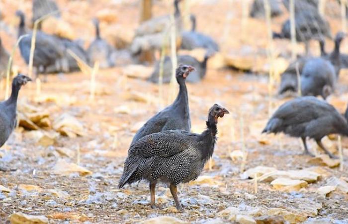 Das neue Leben des Perlhuhns der Landes-Farm