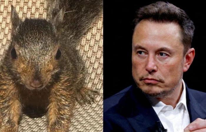 Elon Musk trauert um Peanuts Euthanasie