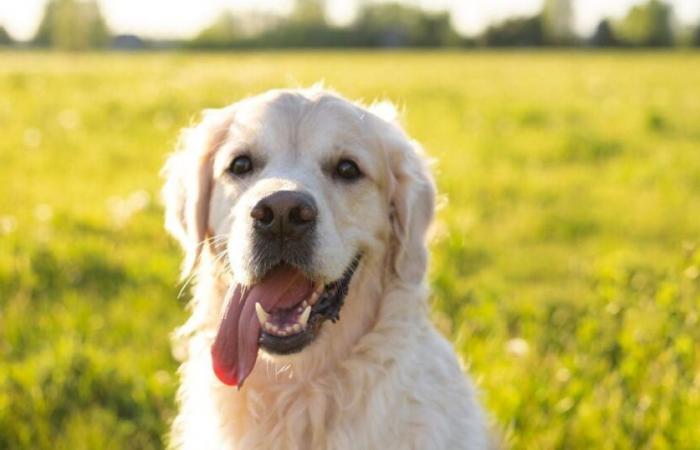 Eine französische Region ist angesichts einer Zunahme von Hundediebstählen in Alarmbereitschaft