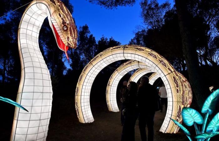 FOTOS – Die Lichter Afrikas im Sigean African Reserve: visuelle Magie in der Nähe von Narbonne