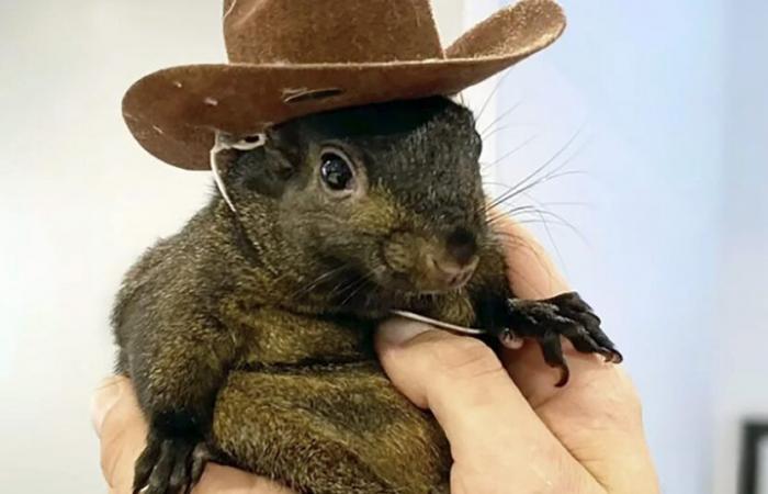 Berühmtes Eichhörnchen Peanut ist laut Besitzer tot