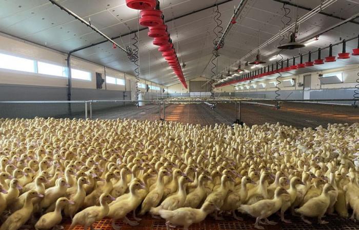 Vogelgrippe. Nach der Entdeckung eines neuen Ausbruchs im Morbihan erweitert der Präfekt die Schutz- und Überwachungszone