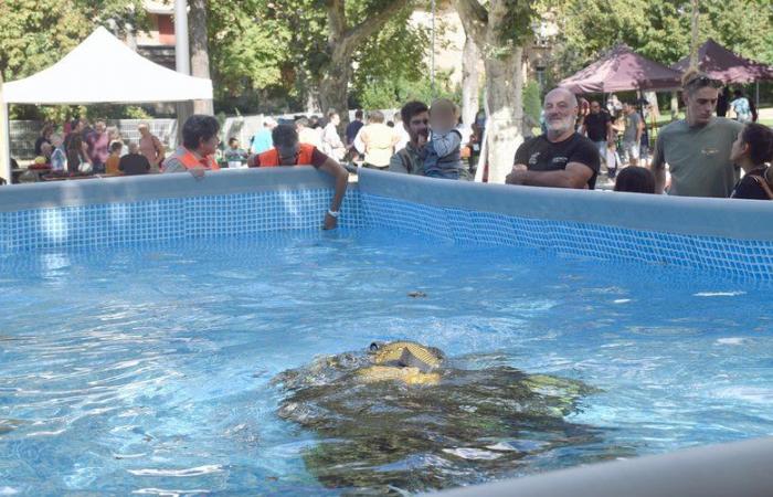 Der Unterwasserclub South-Aveyron sucht seine ehemaligen Lizenznehmer