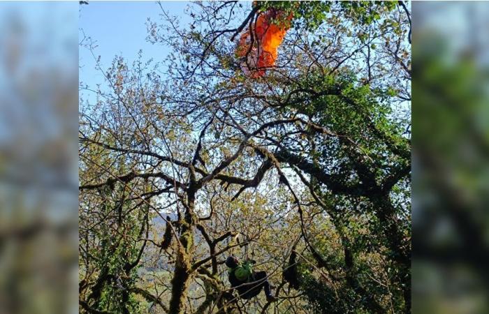 Feuerwehrleute der Dordogne retten Gleitschirm, der in einem fünf Meter hohen Baum feststeckt