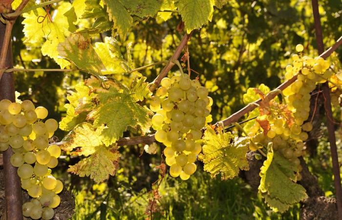 Die Weinmesse Côtes de l’Orbe kehrt zum sechsten Mal zurück