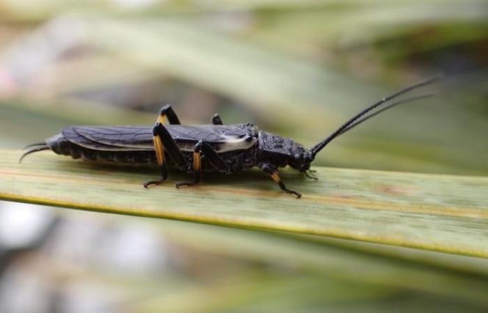 Perlen, diese Insekten, deren Farbe der Mensch verändert hat