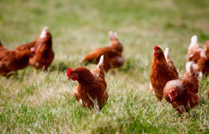 In der Bretagne wurde ein neuer Ausbruch der Vogelgrippe festgestellt