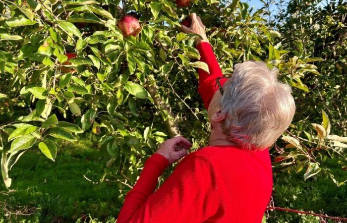 In der Dordogne bietet dieser Baumpfleger seinen Kunden die Möglichkeit, ihre eigenen Äpfel zu pflücken