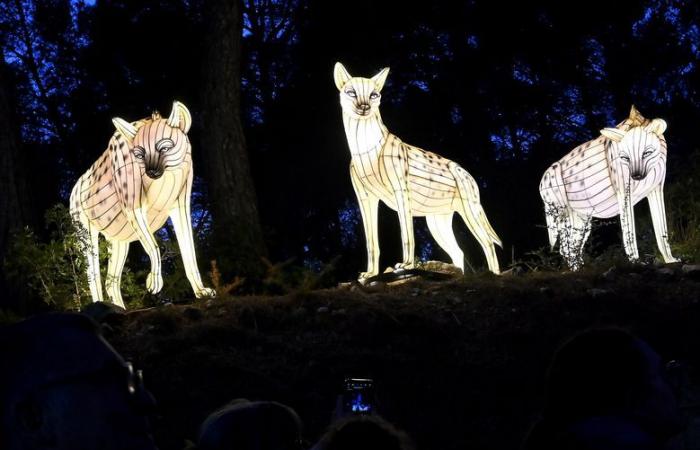 FOTOS – Die Lichter Afrikas im Sigean African Reserve: visuelle Magie in der Nähe von Narbonne